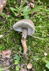 Porphyrellus sordidus