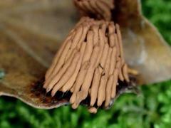 Stemonitis flavogenita