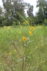 Helianthus schweinitzii