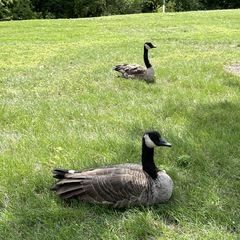 Branta canadensis