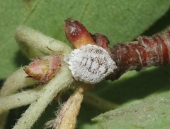 Phenacoccus dearnessi