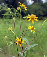 Helianthus schweinitzii