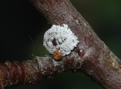Phenacoccus dearnessi