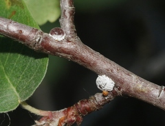Phenacoccus dearnessi