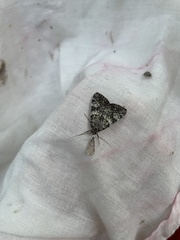 Catocala lineella