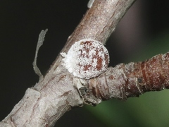 Phenacoccus dearnessi