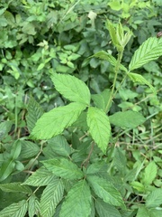 Rubus