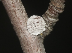 Phenacoccus dearnessi
