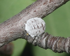 Phenacoccus dearnessi