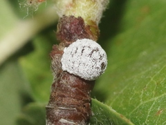 Phenacoccus dearnessi