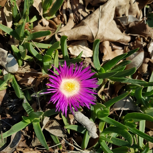 Image of Carpobrotus dimidiatus by (c) Margaret Burger, some rights reserved (CC BY-SA)