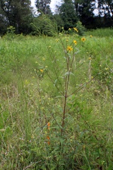 Helianthus schweinitzii