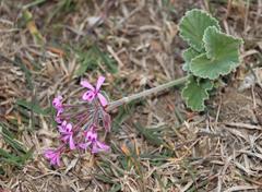 Pelargonium reniforme