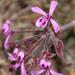 Kidney Storksbill - Photo (c) Tony Rebelo, some rights reserved (CC BY-SA), uploaded by Tony Rebelo