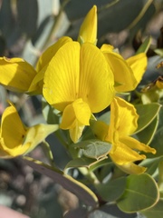 Rafnia racemosa