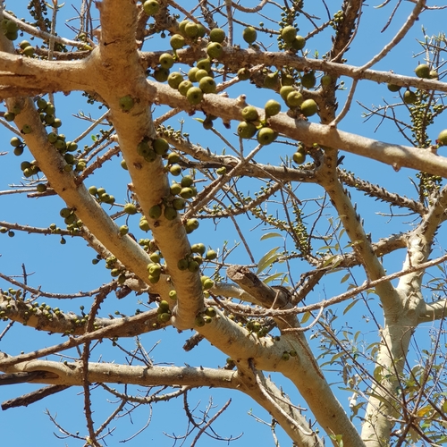 quiver-leaved fig (Ficus tremula)