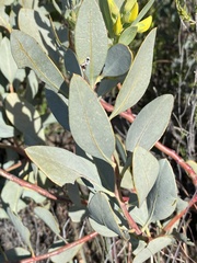 Rafnia racemosa
