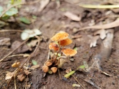 Marasmius pseudobambusinus