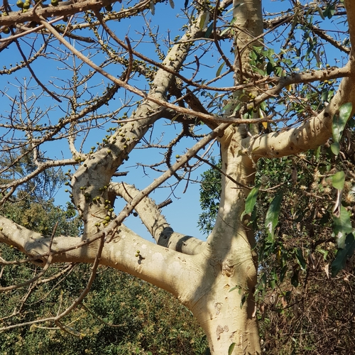 Image of Ficus tremula by (c) Margaret Burger, some rights reserved (CC BY-SA)