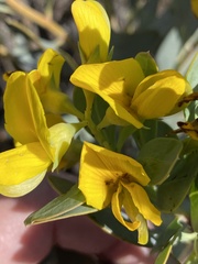 Rafnia racemosa