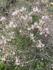 Allium moschatum