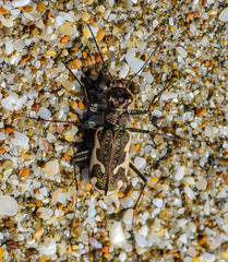 Neocicindela tuberculata