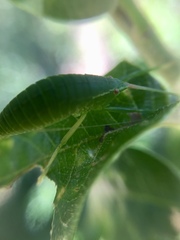 Paracyrtophyllus robustus