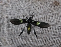 Macrocneme chrysitis