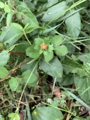 Potentilla indica