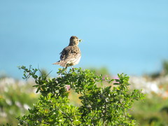 Galerida magnirostris