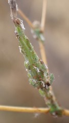 Acyrthosiphon lactucae