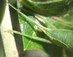 Paracyrtophyllus robustus