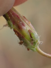 Acyrthosiphon lactucae