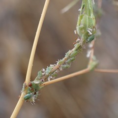 Acyrthosiphon lactucae