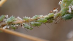 Acyrthosiphon lactucae