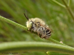 Anthophora bimaculata
