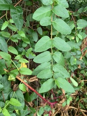 Lonicera japonica