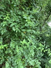 Lonicera japonica
