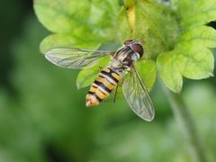 Episyrphus balteatus