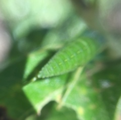 Paracyrtophyllus robustus