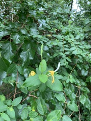 Lonicera japonica