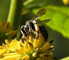 Andrena aliciae