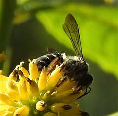 Andrena aliciae