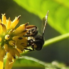 Andrena aliciae