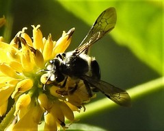 Andrena aliciae