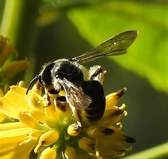 Andrena aliciae