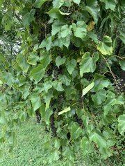 Vitis