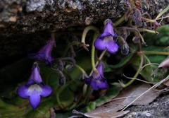 Streptocarpus galpinii image