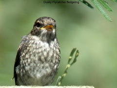 Muscicapa adusta adusta
