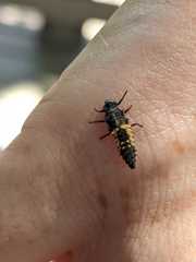Harmonia axyridis